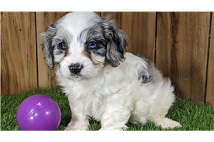 Mildred - Cavapoo for sale