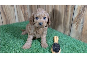Kline - Cavapoo for sale
