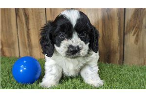 Skyler - puppy for sale