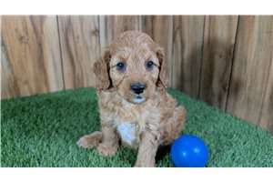 Henry - puppy for sale