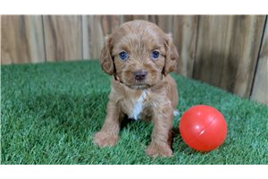 Faith - puppy for sale