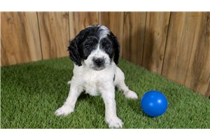 Graham - Cavapoo for sale