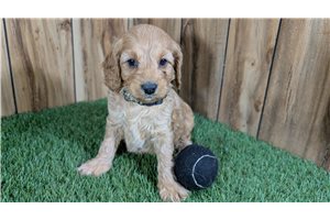 Holden - puppy for sale