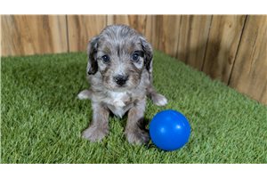 Jett - Cavapoo for sale