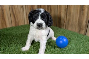 Graham - Cavapoo for sale
