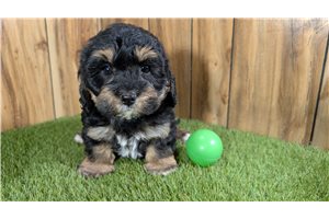 Joseph - Cavapoo for sale