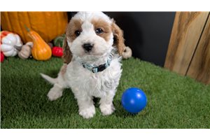 Titus - Cavapoo for sale