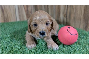 Kayla - Cavapoo for sale