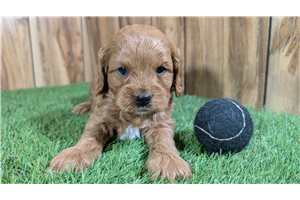 Kane - Cavapoo for sale