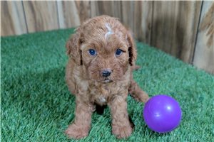 Harmony - Cavapoo for sale
