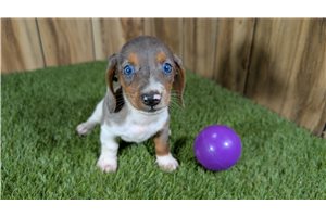 Destiny - puppy for sale