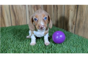 Darla - puppy for sale