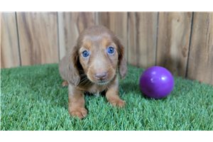 Ducky - puppy for sale
