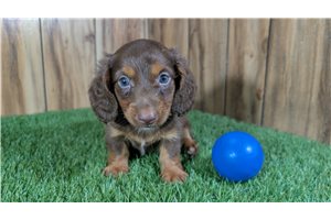 Darth - Dachshund, Mini for sale