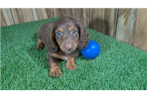 Darth - Dachshund, Mini for sale