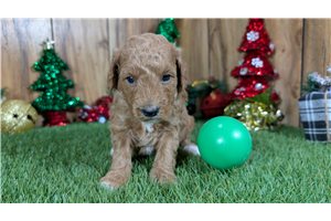 Zane - Poodle, Miniature for sale