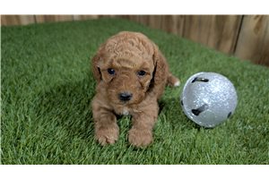 Leanne - puppy for sale
