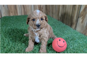 Miranda - puppy for sale