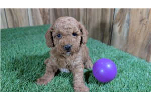 Margie - puppy for sale