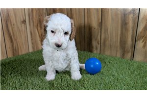 Zeus - Poodle, Miniature for sale