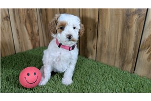 Zoey - Poodle, Miniature for sale