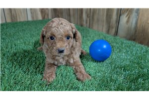 Logan - Poodle, Miniature for sale