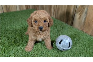Leanne - Poodle, Miniature for sale