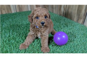 Lady - Poodle, Miniature for sale