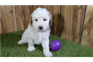 Zahara - Poodle, Miniature for sale