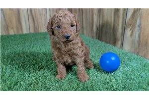 Monroe - puppy for sale