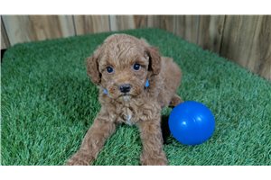 Logan - Poodle, Miniature for sale