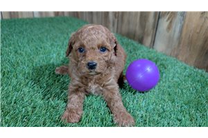 Lady - puppy for sale