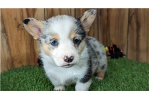 Katie - puppy for sale
