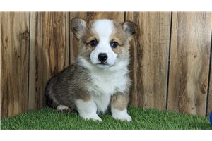 Delbert - puppy for sale
