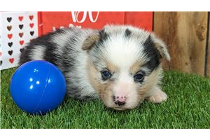 Bob - puppy for sale