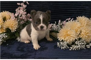 Tobias - puppy for sale