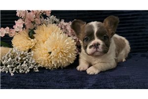 Tyler - French Bulldog for sale