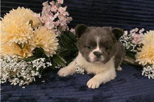Triton - French Bulldog for sale