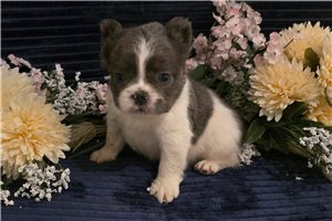 Tobias - puppy for sale