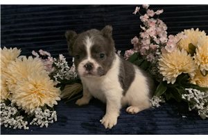 Tobias - French Bulldog for sale