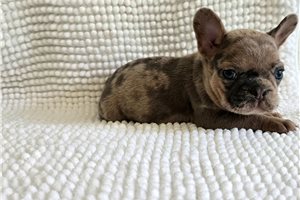 Charlotte | Puppies For Sale at Pawrade
