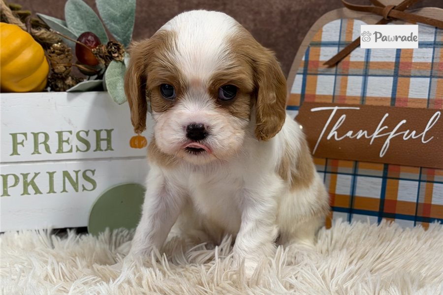 Mike - Cavalier King Charles Spaniel for sale