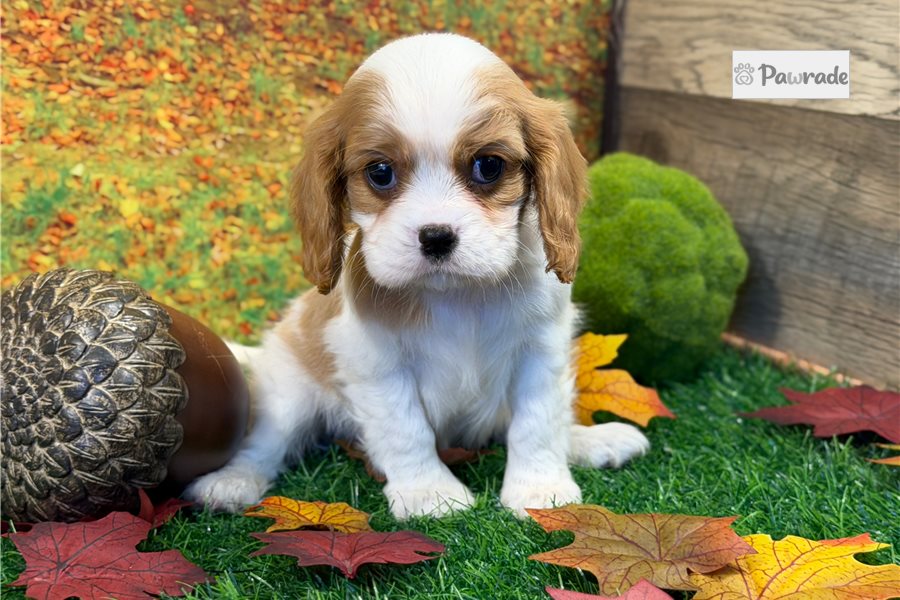 Mike - Cavalier King Charles Spaniel for sale