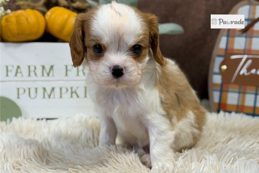 Jacob, male Cavalier King Charles Spaniel puppy for sale