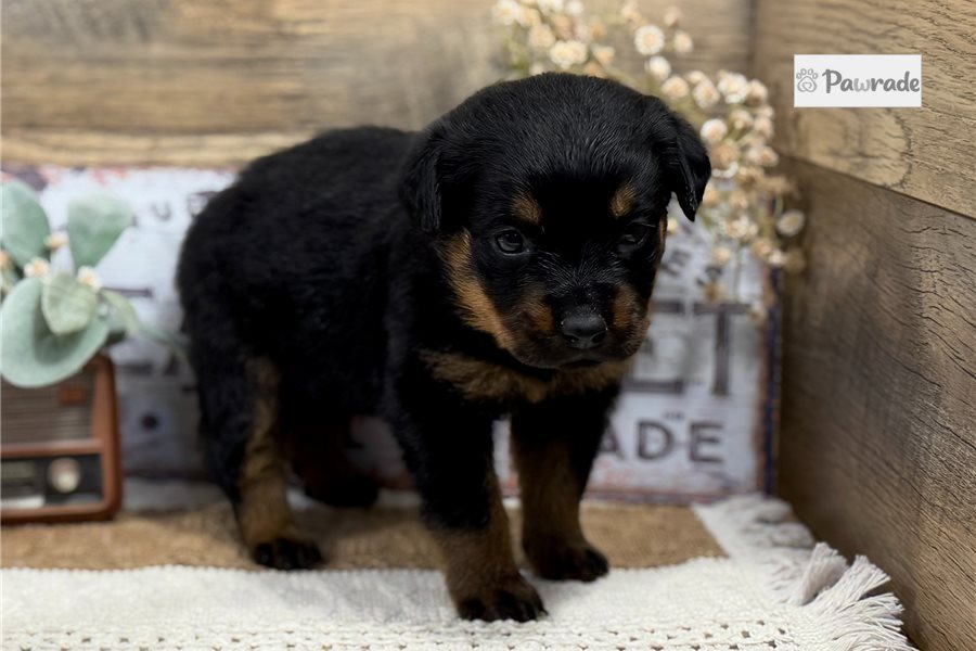 Coco - Rottweiler for sale