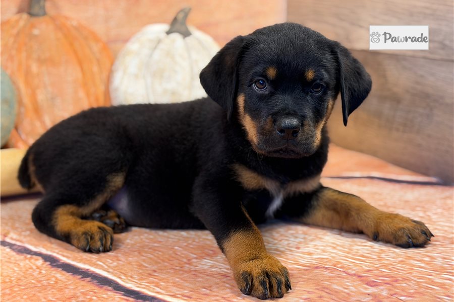 Toby - Rottweiler for sale
