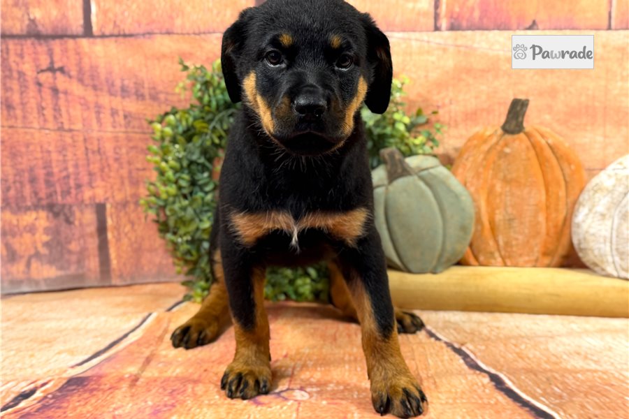 Olive - Rottweiler for sale