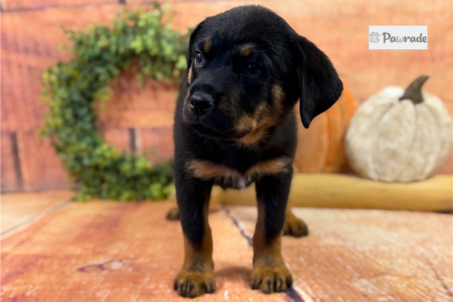 Hope, female Rottweiler puppy for sale