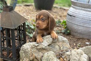 Buddy - Beagle for sale