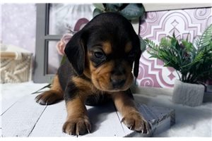 Patty - Beagle for sale